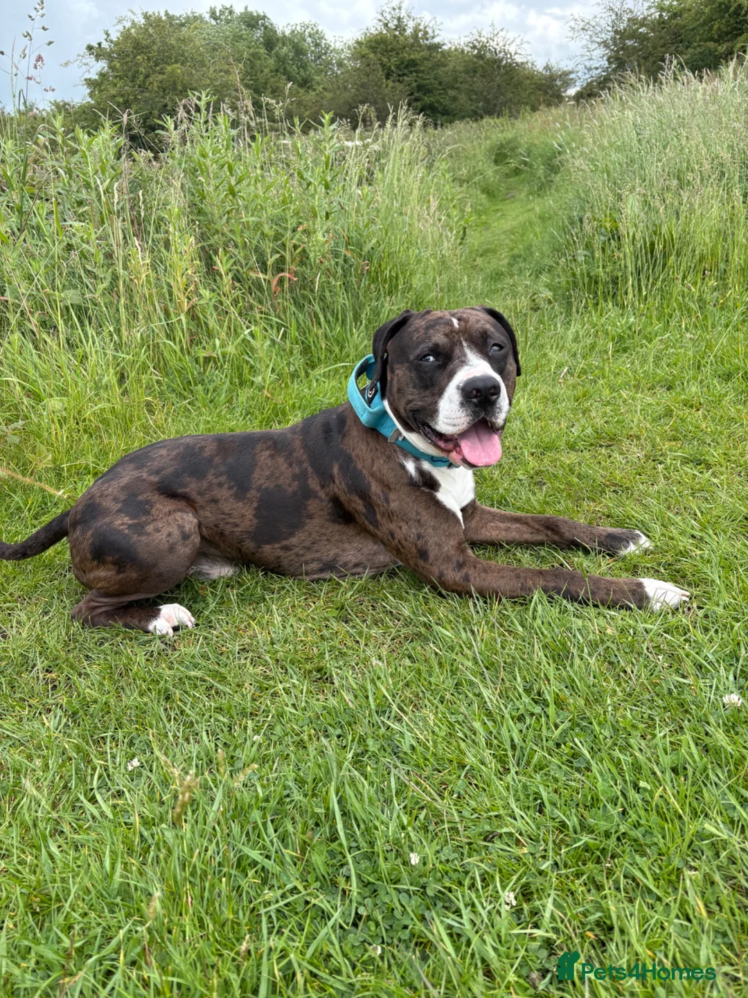 Staffordshire Bull Terrier dogs for stud: Beautiful stud  - Advert 1