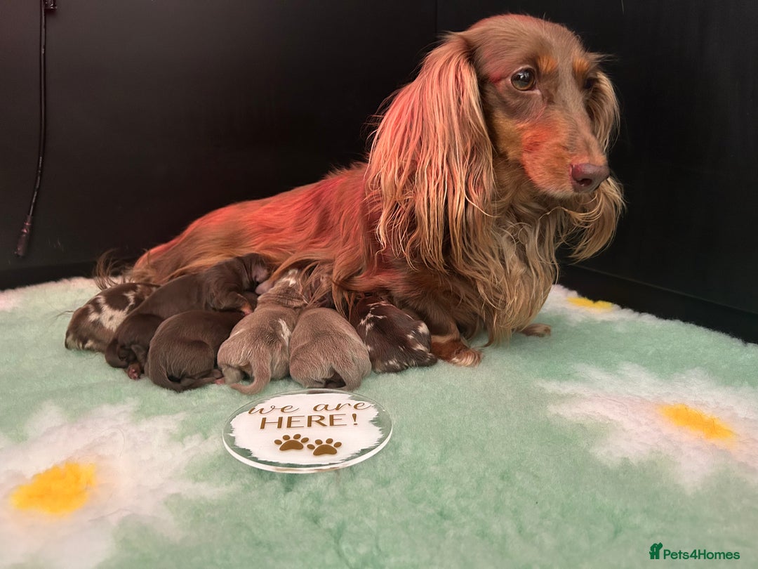 Miniature Dachshund dogs for sale: 🤍🐾 Stunning long haired litter 🐾🤍 - Image 3