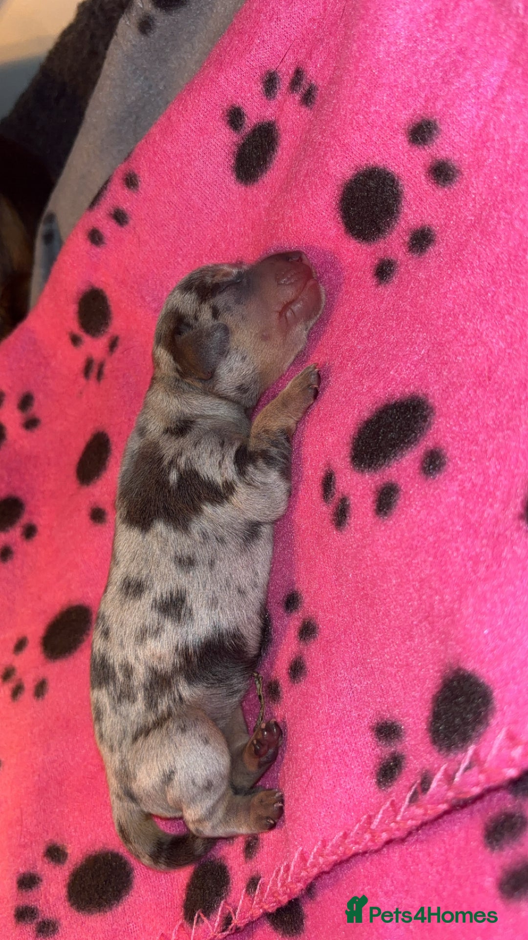 Miniature Dachshund dogs for sale: Blue & Tan Miniature Dachshund  - Advert 20