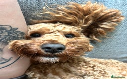 Cavapoo dogs for stud: F1b Cavapoo for stud - Image 2