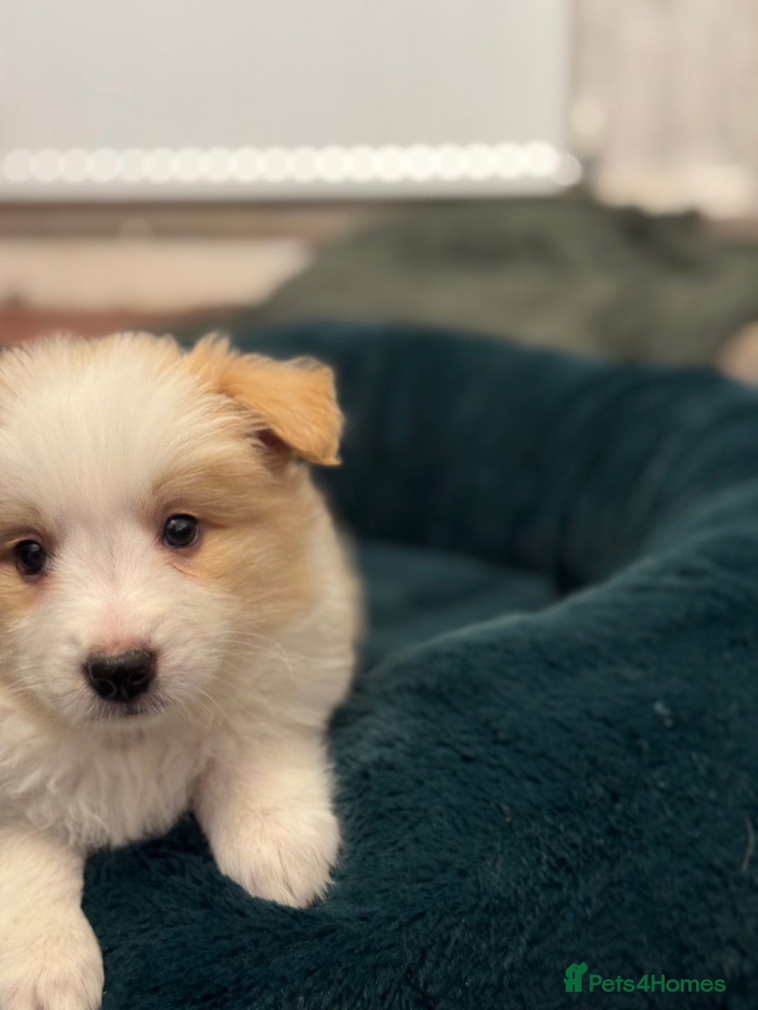 Border Collie dogs for sale: Pure Bred Border Collie Puppies For Sale - Advert 28