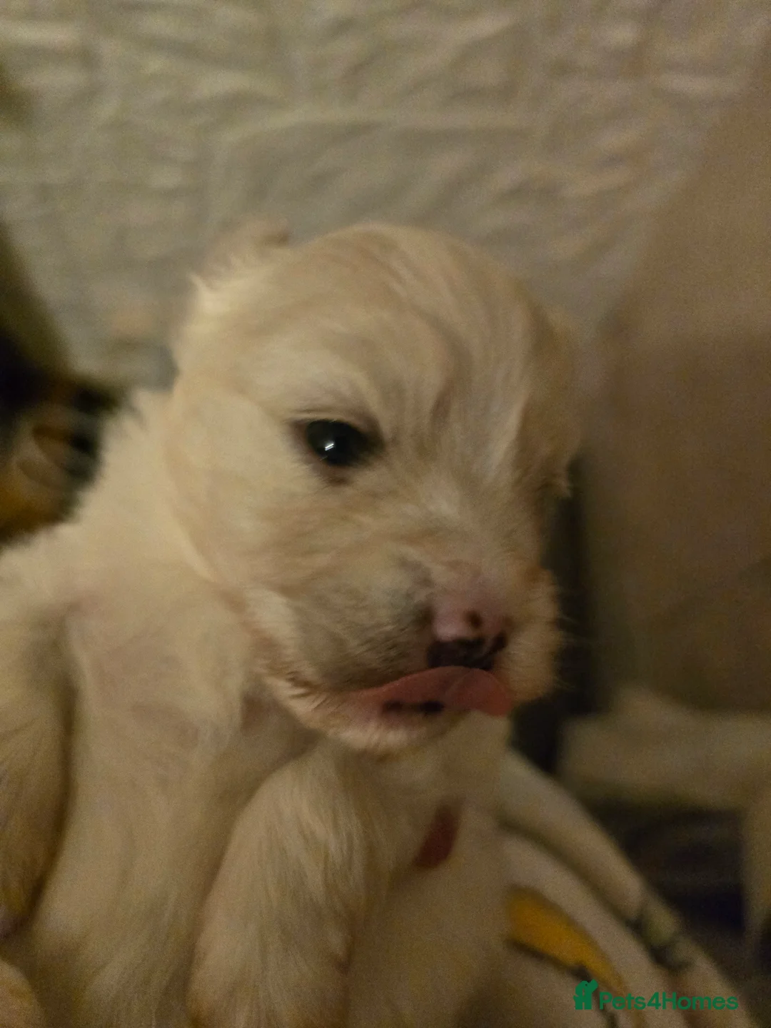 Maltese dogs for sale: Maltese boys in Porth - Advert 4