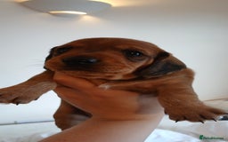 Dachshund dogs for sale: Dachshunds male  - Image 2