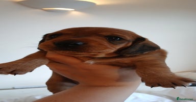 Dachshund dogs - Advert 1