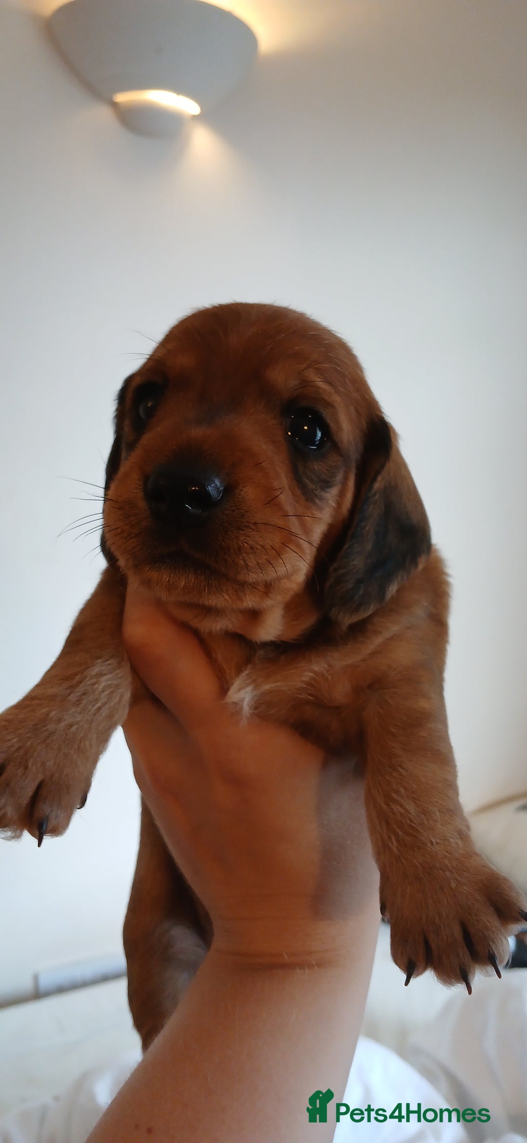 Dachshund dogs for sale: Dachshunds male  - Image 2