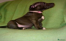 Staffordshire Bull Terrier dogs for sale: Blue Staffies - Image 2