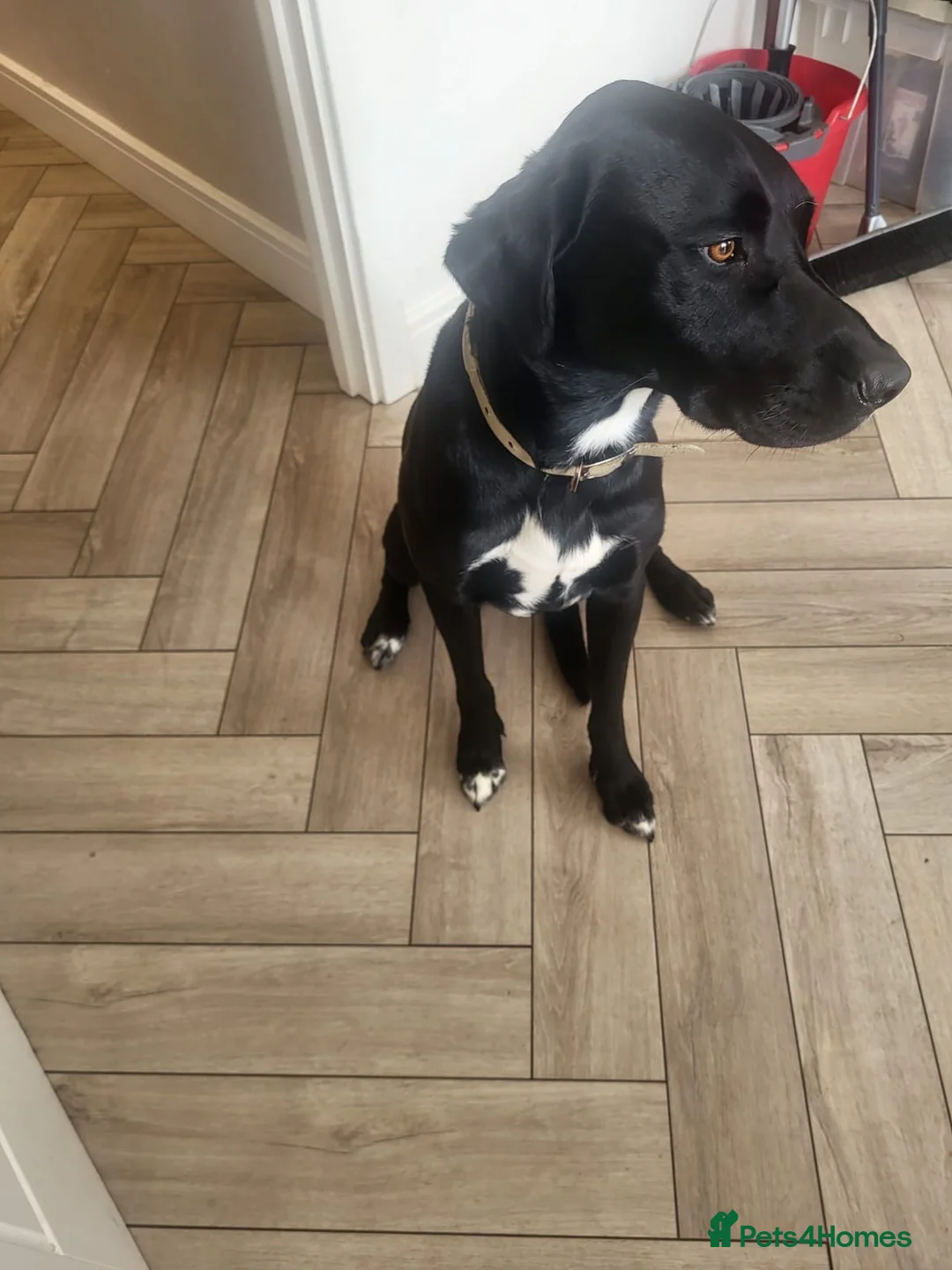 Mixed Breed dogs for stud: Labrador Vizsla cross breed for stud in Shrewsbury - Advert 2