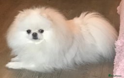 Pomeranian dogs for sale: Stunning Kc-reg boys 🌟🌟🌟🌟🌟 - Image 16
