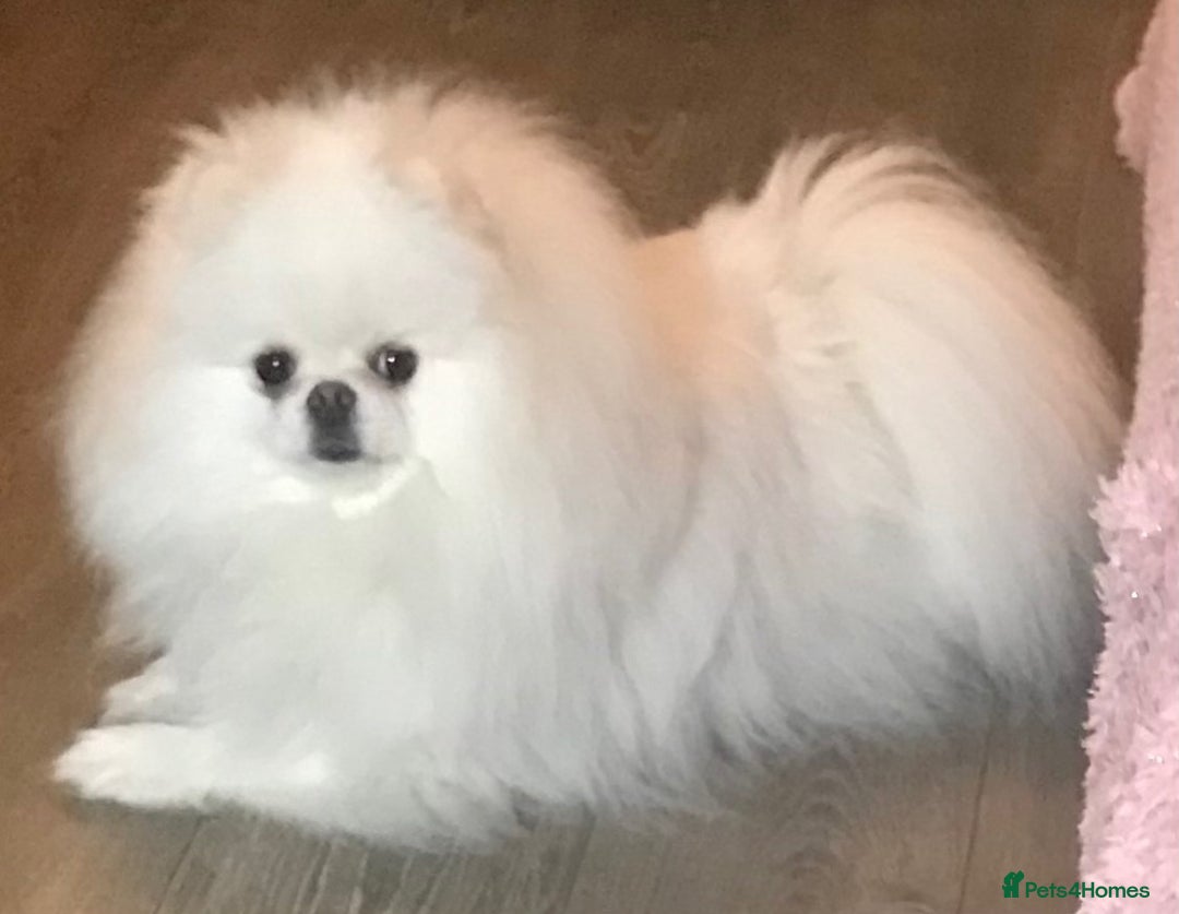 Pomeranian dogs for sale: Stunning Kc-reg boys 🌟🌟🌟🌟🌟 - Image 16