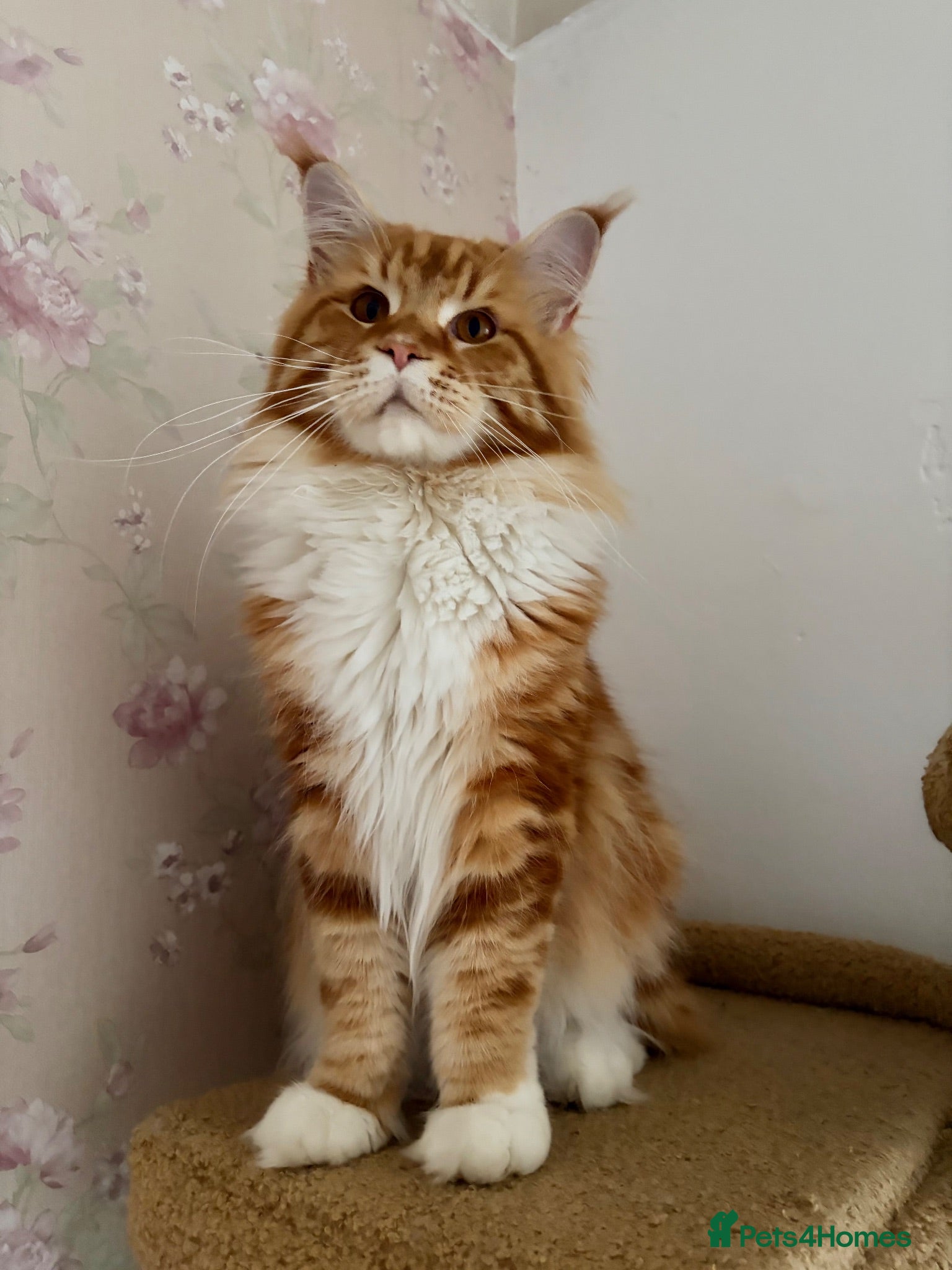 Maine Coon cats Polydactyl Full Maine Coon Kittens - Advert 2