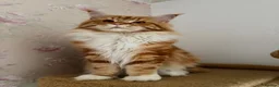 Maine Coon cats for sale: Polydactyl Full Maine Coon Kittens - Advert 2