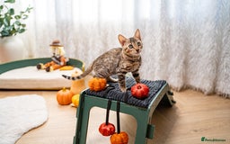 Bengal cats for sale: Bailey-TICA Bengal Girl, Excellent Genetic & Look - Image 5