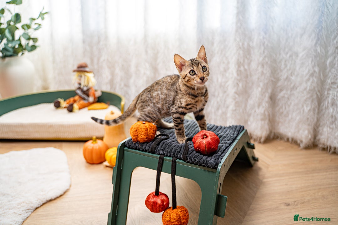 Bengal cats for sale: Bailey-TICA Bengal Girl, Excellent Genetic & Look - Image 5