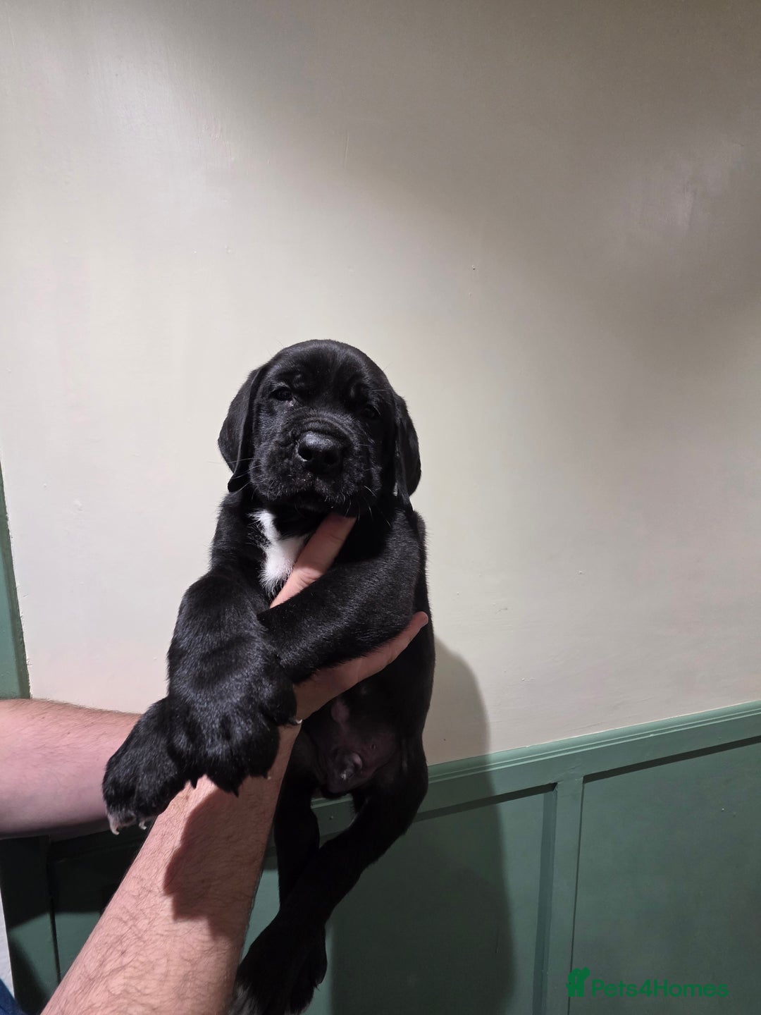 Mixed Breed dogs for sale: Beautiful saint dane puppies - Advert 4