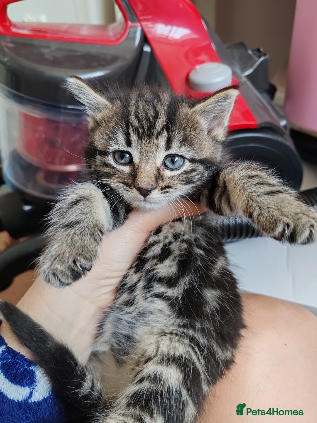 Mixed Breed cats for sale: Lovely kitten's  - Image 2