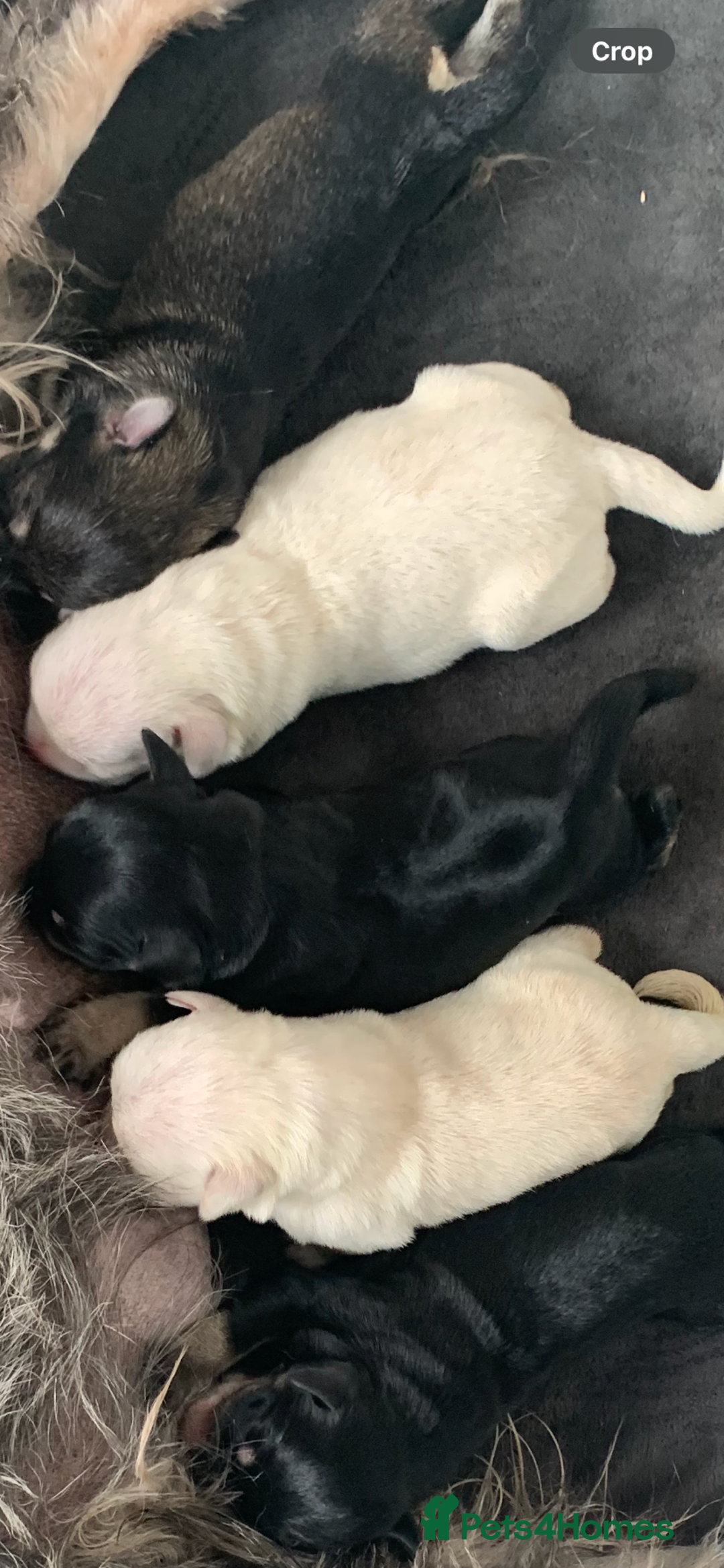 Miniature Schnauzer dogs for sale: KC Mini Schnauzer ready to be viewed from 12.10.25 - Image 1