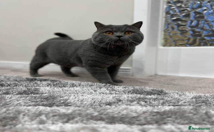 British Shorthair cats - Advert 9