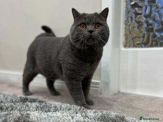 British Shorthair cats - Advert 10