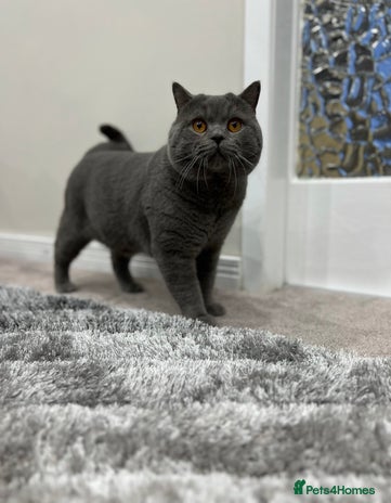 British Shorthair cats - Advert 9