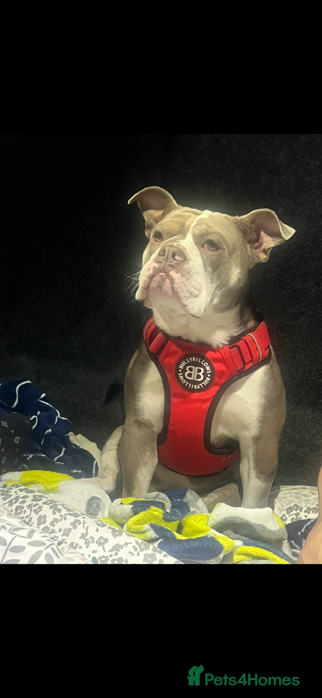 Olde English Bulldogge dogs for sale: Olde English bulldog  - Advert 5