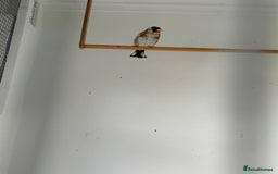 Canaries birds for sale: Canary - Image 5