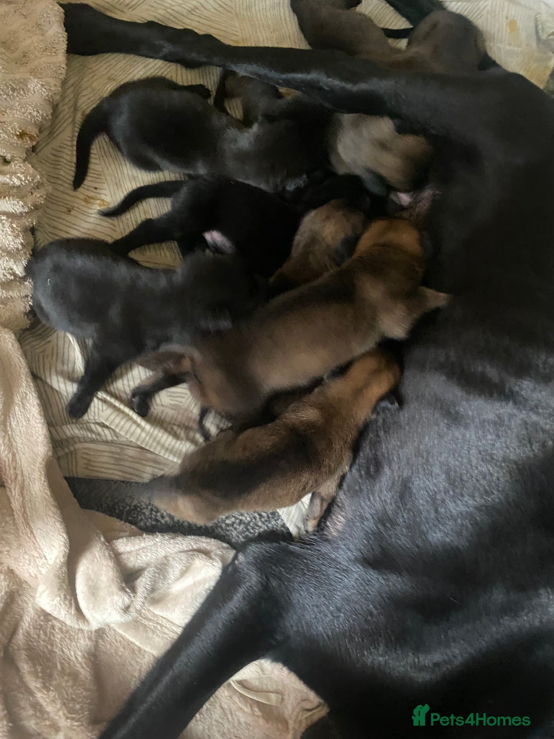 Belgian Shepherd Dog dogs for sale: Belgian Malinois Puppies - Image 7