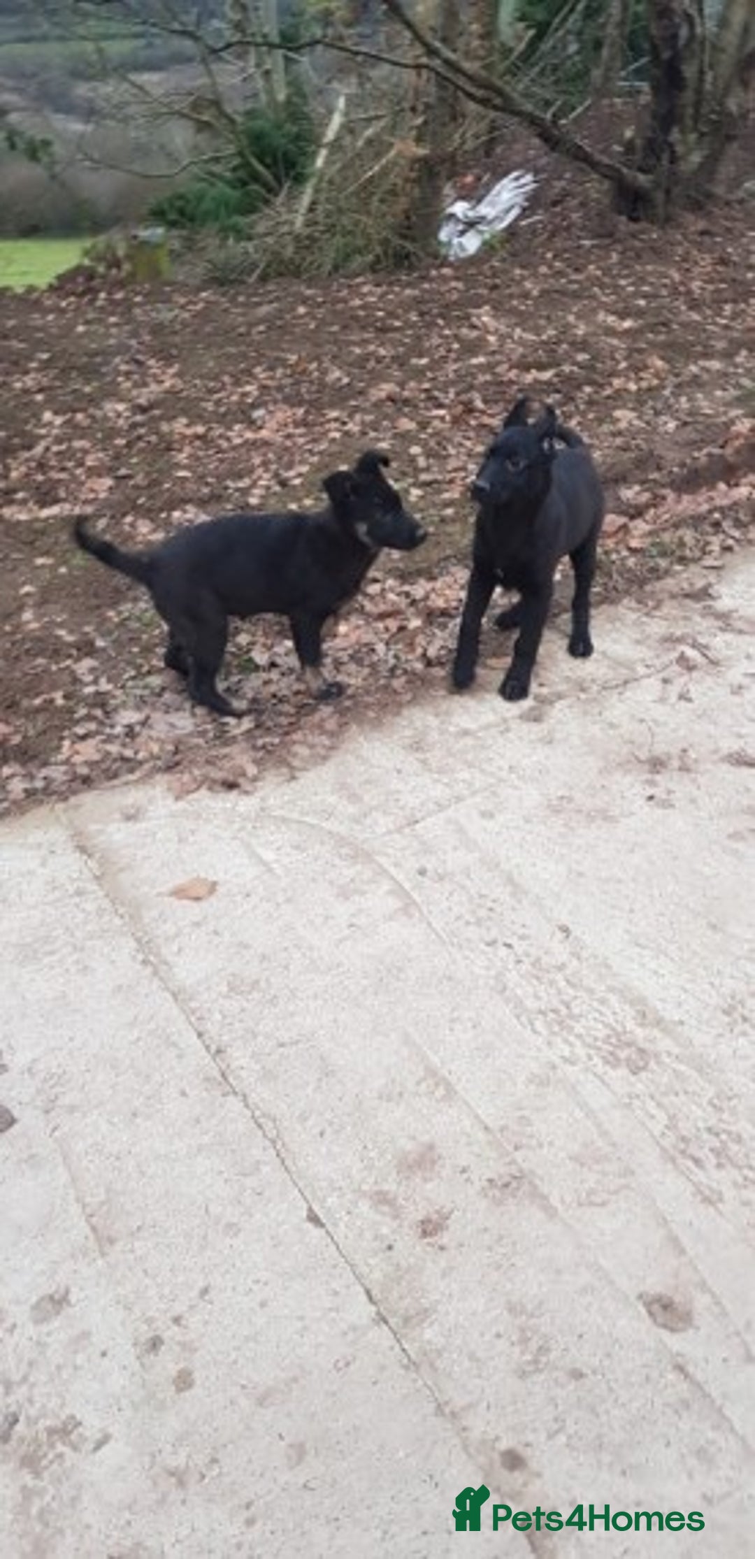 German Shepherd dogs for stud: Czech German Shepherd stud in Newport - Advert 9