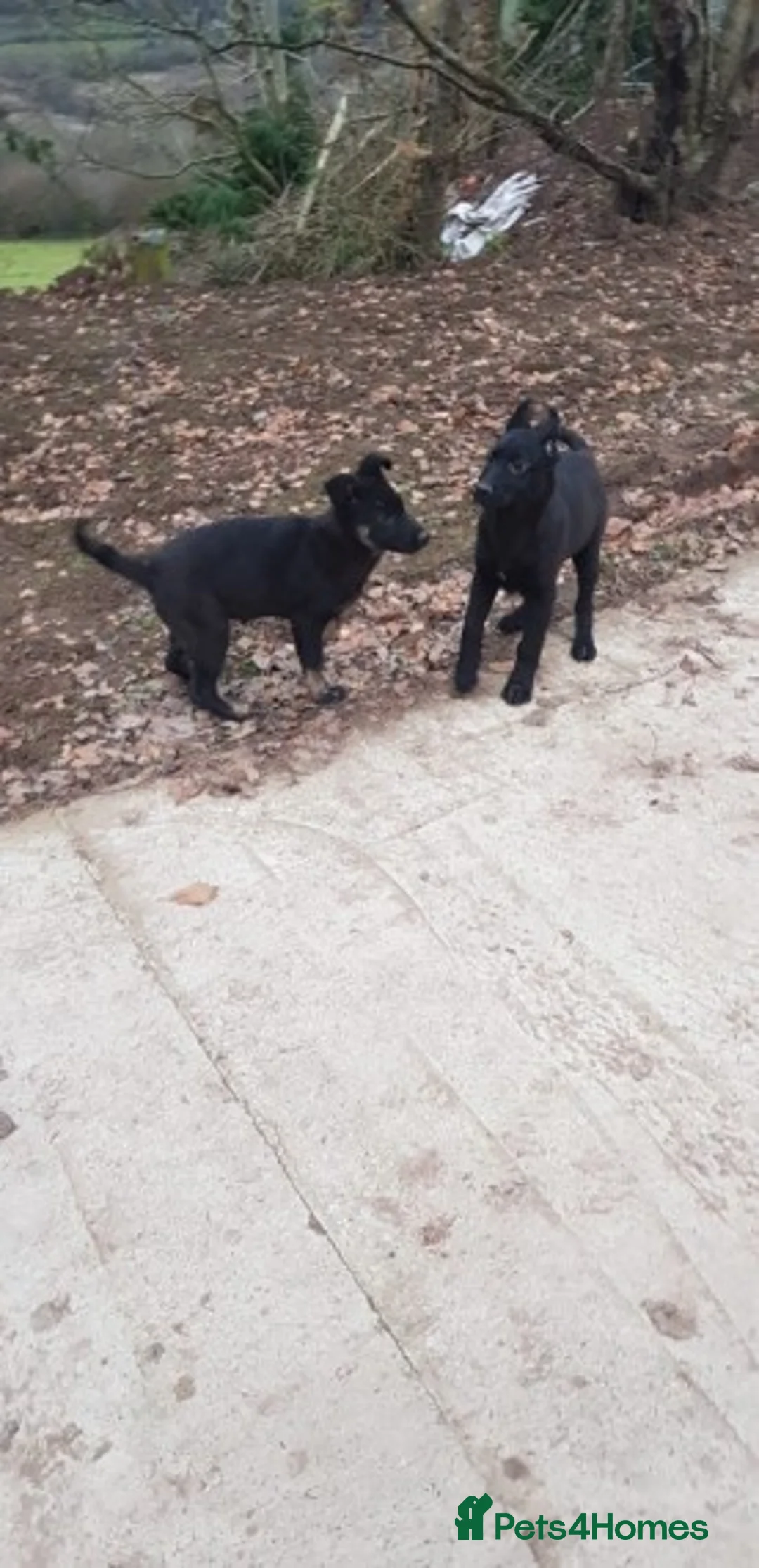 German Shepherd dogs for stud: Czech German Shepherd stud in Newport - Advert 9