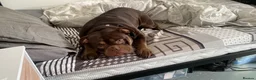Olde English Bulldogge dogs for sale: Female Lilic olde English bulldog - Advert 6