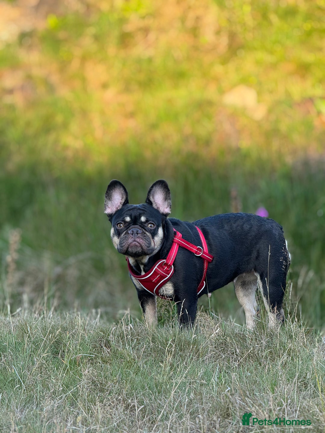 French Bulldog dogs for sale: New shade Full Fluffy French bulldog carrying pink - Advert 2