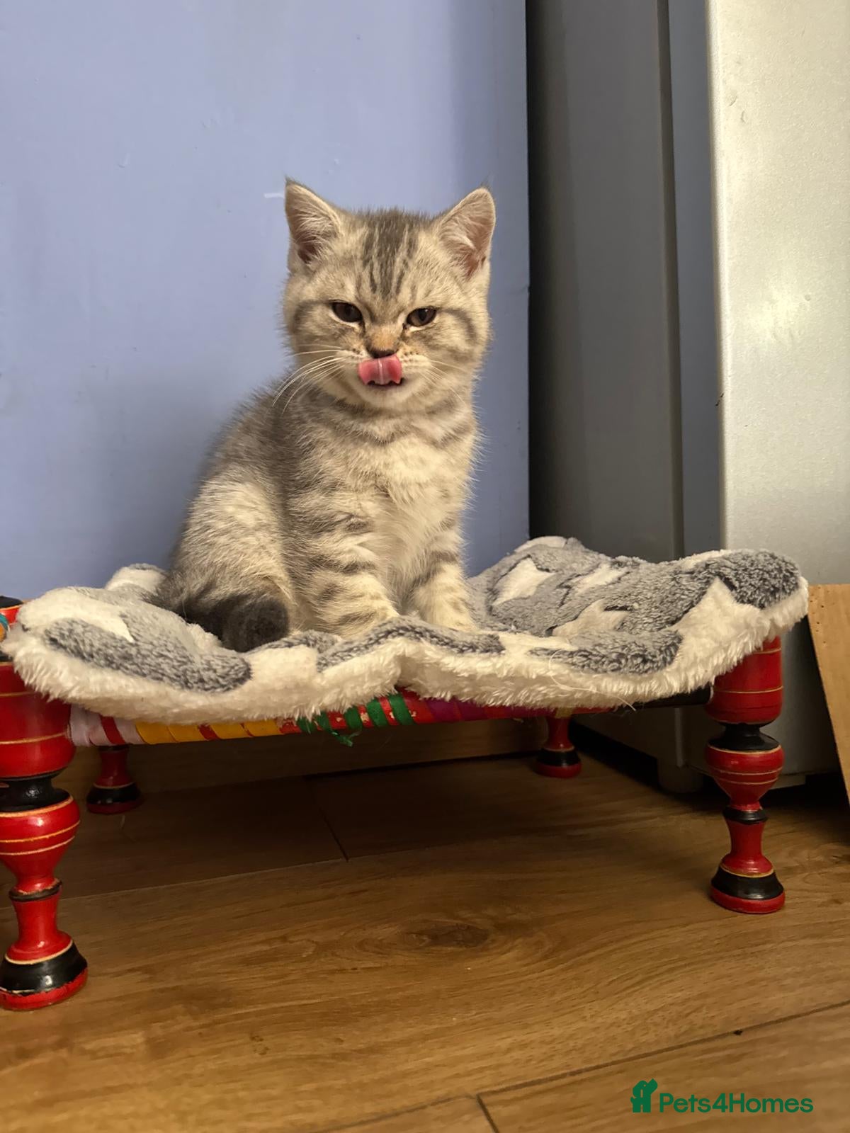 British Shorthair cats GCCF British Shorthair Silver Tipped Kittens - Advert 1