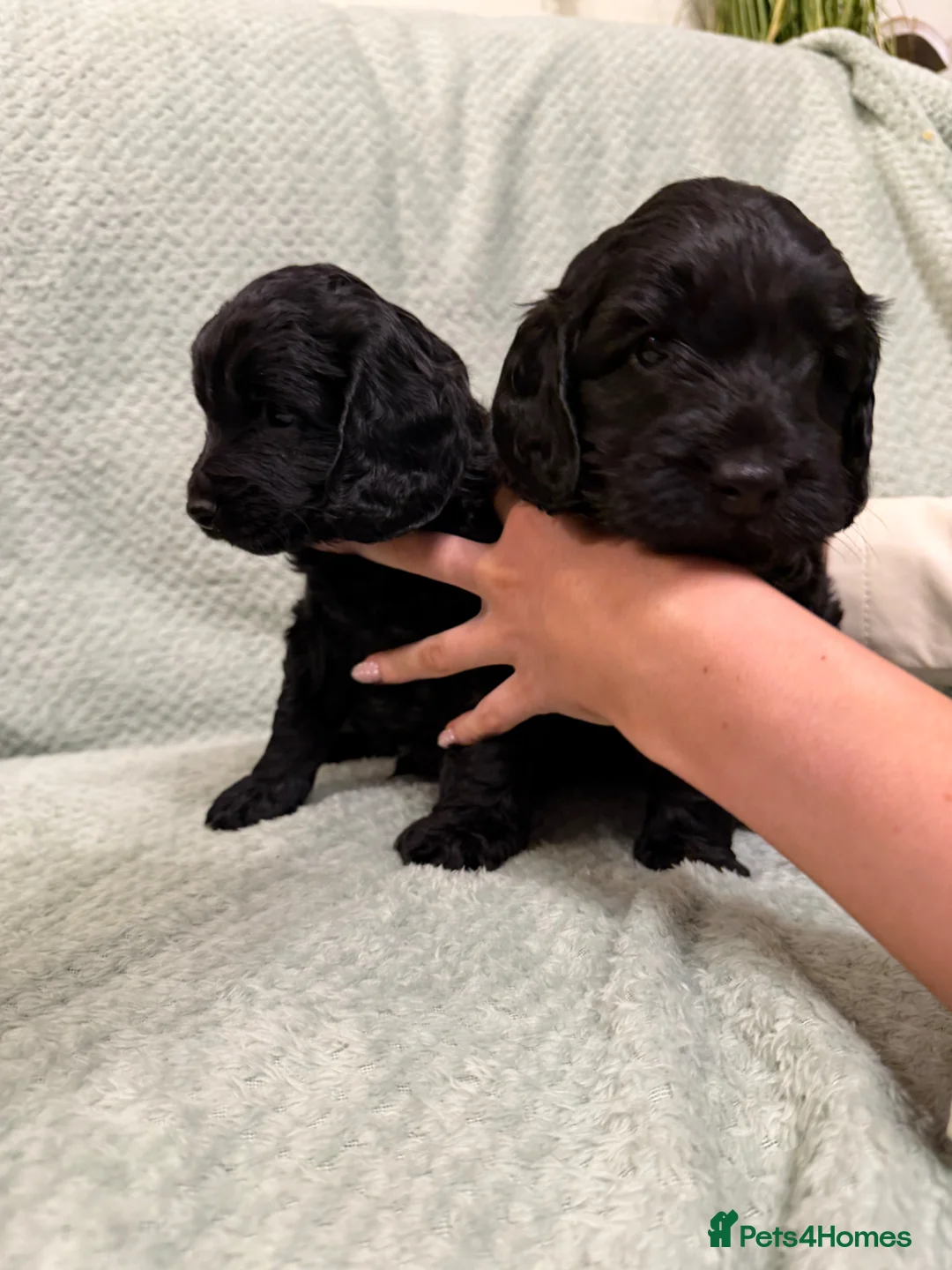 Cockapoo dogs for sale: Beautiful cockapoos born 2nd march!  - Advert 21