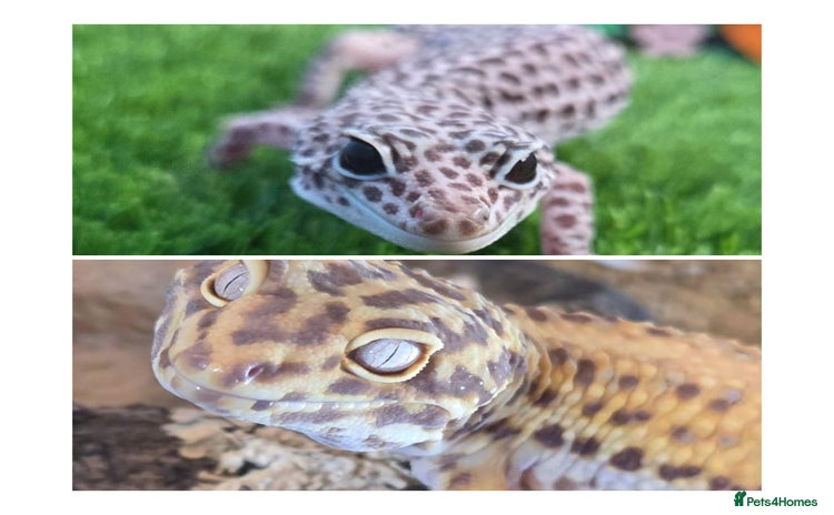 Leopard Gecko reptiles - Advert 5