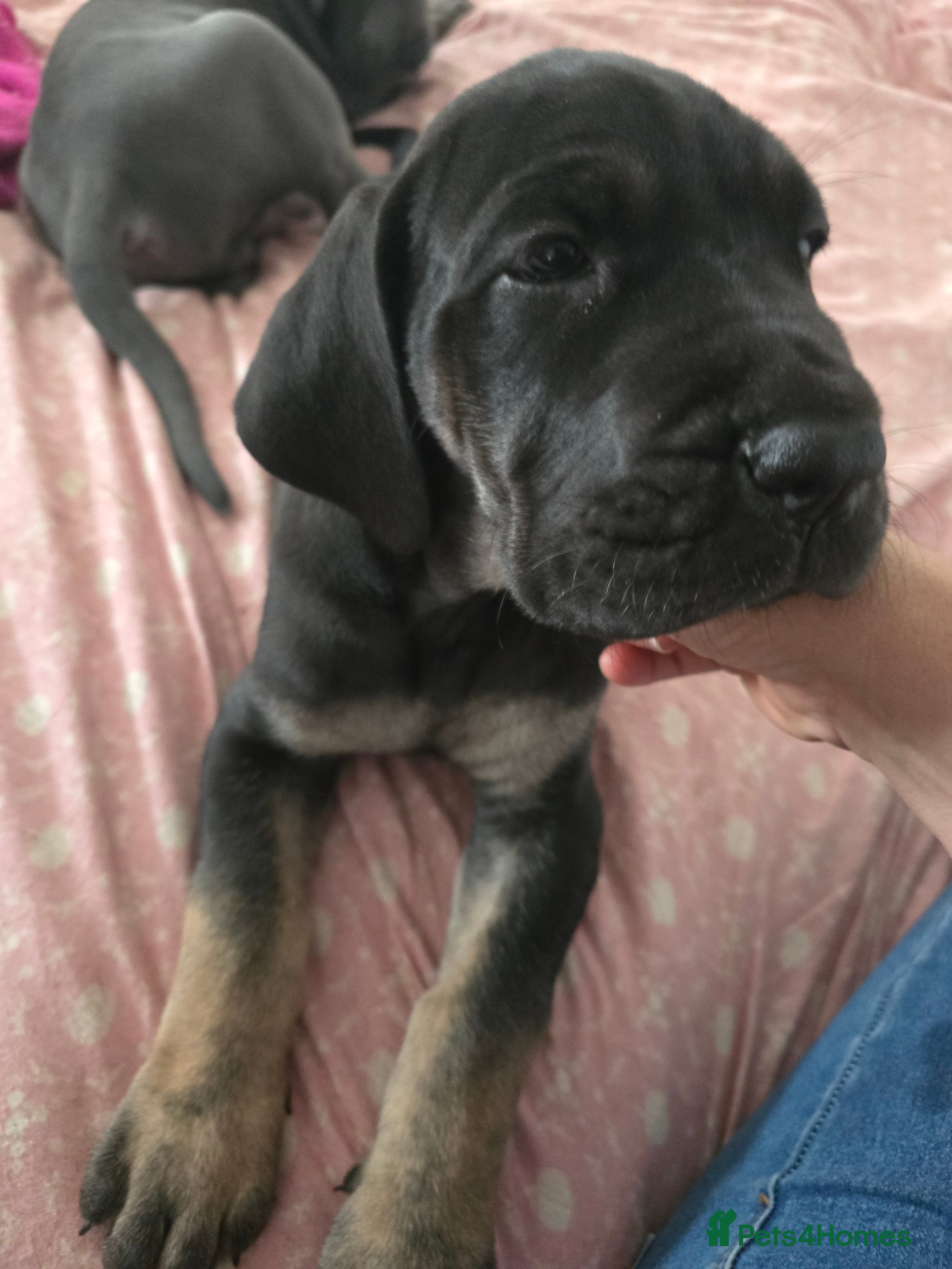 Great Dane dogs Great dane puppies for sale  - Advert 1