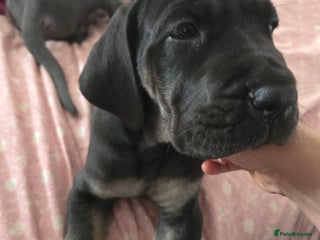 Great Dane dogs Great dane puppies for sale - Advert 3