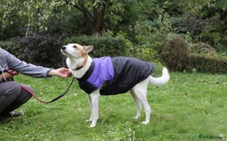 Mixed Breed dogs for adoption: 💖🐶 ALAYA 🐶💖 - Image 23