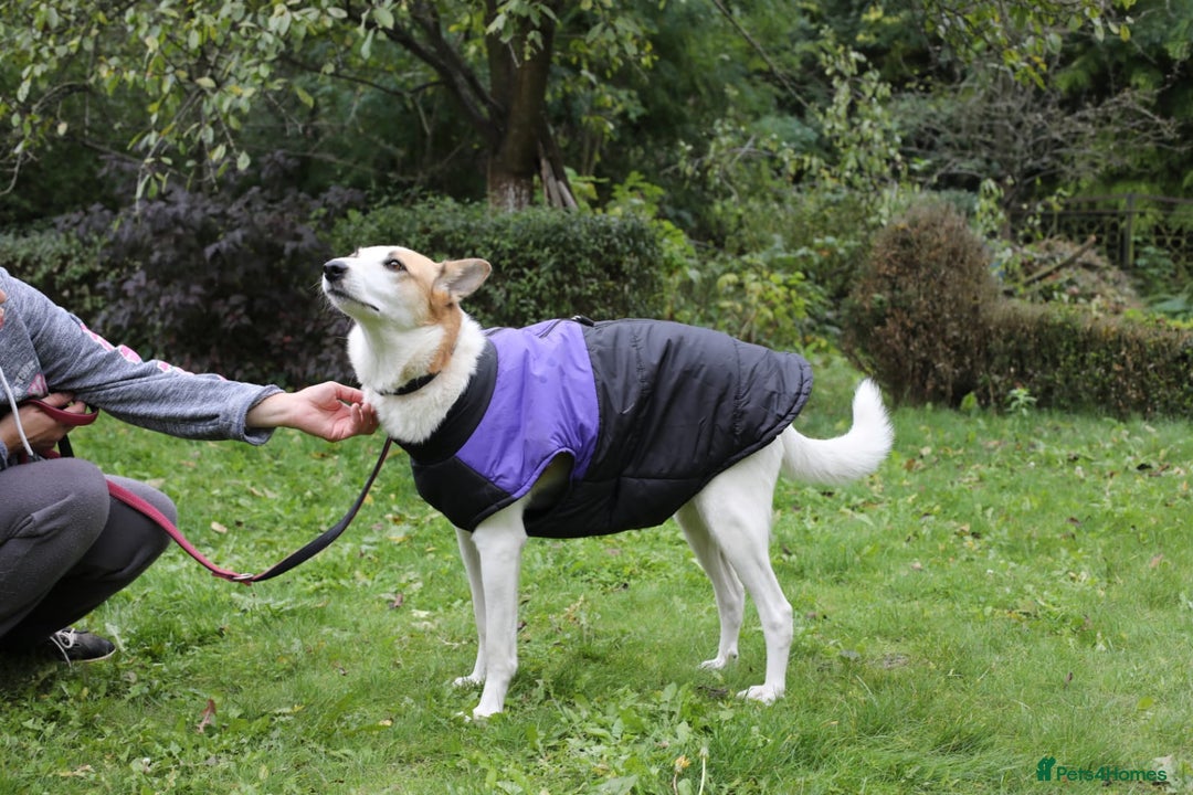 Mixed Breed dogs for adoption: 💖🐶 ALAYA 🐶💖 - Image 23