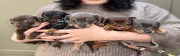 Chiweenie dogs for sale: Miniature Dachshund x Chihuahua  - Advert 18