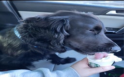 Cocker Spaniel dogs for stud: Dog for STUD  - Image 3