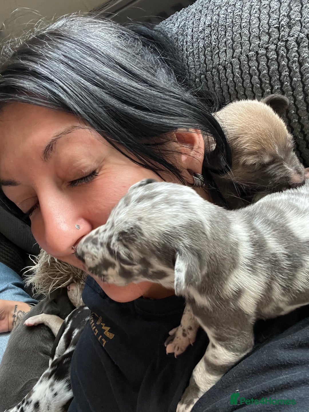 Lurcher dogs for sale: Lurcher puppies  - Image 17