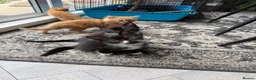 Mixed Breed cats for sale: 4 Beautiful Kittens looking for their new home  - Advert 7