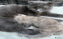 Scottish Fold cats for sale: Scottish fold kittens for sale  - Image 34