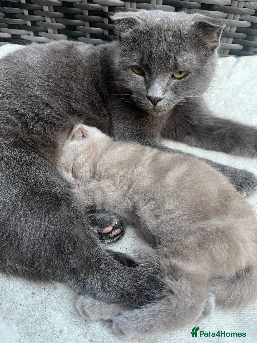 Scottish Fold cats for sale: Scottish fold kittens for sale  - Image 34