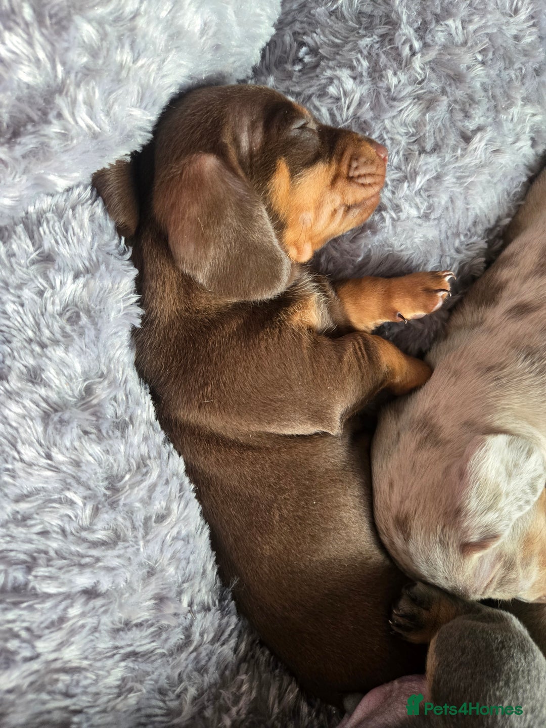 Dachshund dogs for sale: Beautiful Dachshund Puppies - Image 13