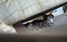Brazilian Shorthair cats for sale: Kittens  - Image 11