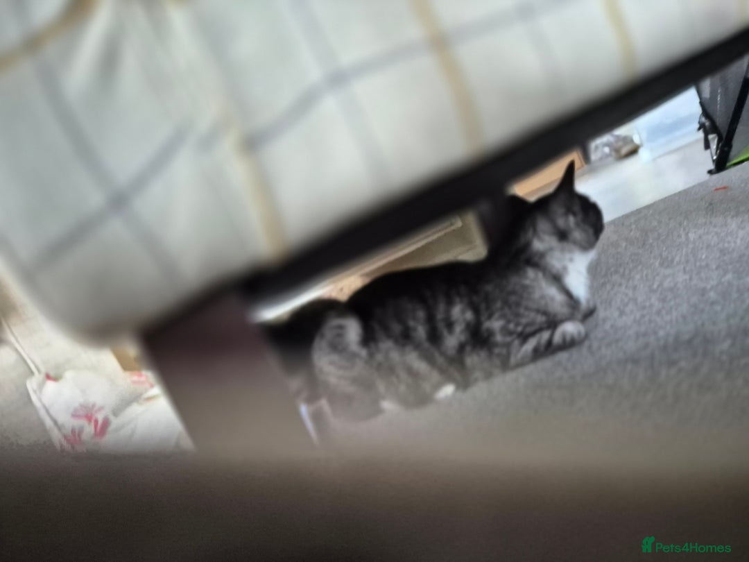 Brazilian Shorthair cats for sale: Kittens  - Image 11