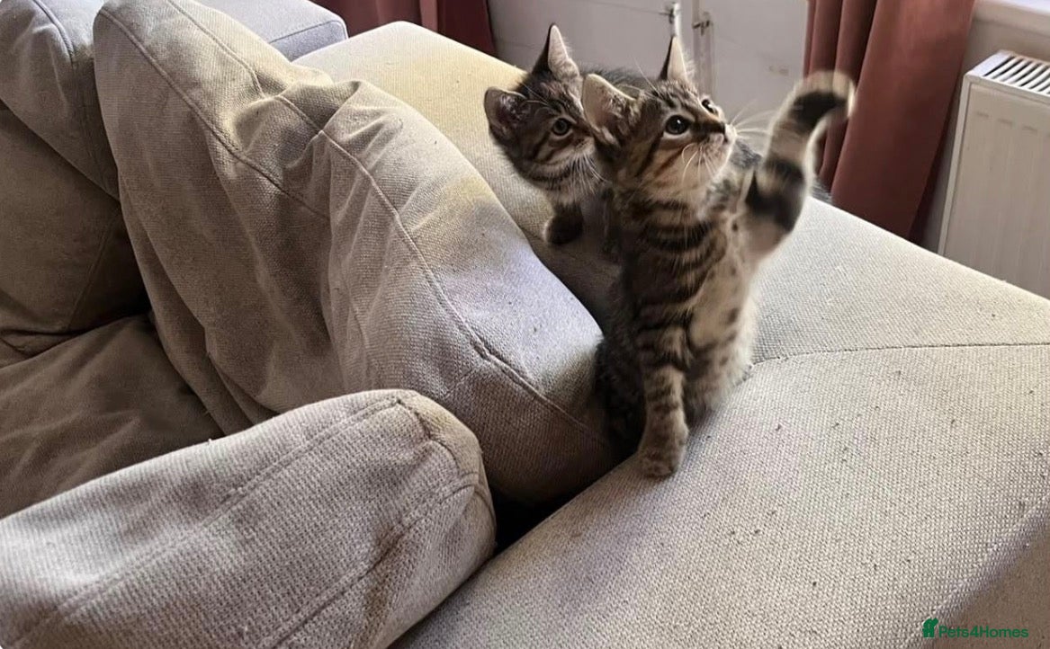 Mixed Breed cats Maxed breed kitten for sale  - Advert 8