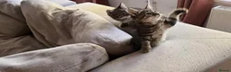 Mixed Breed cats for sale: Maxed breed kitten for sale  - Advert 1