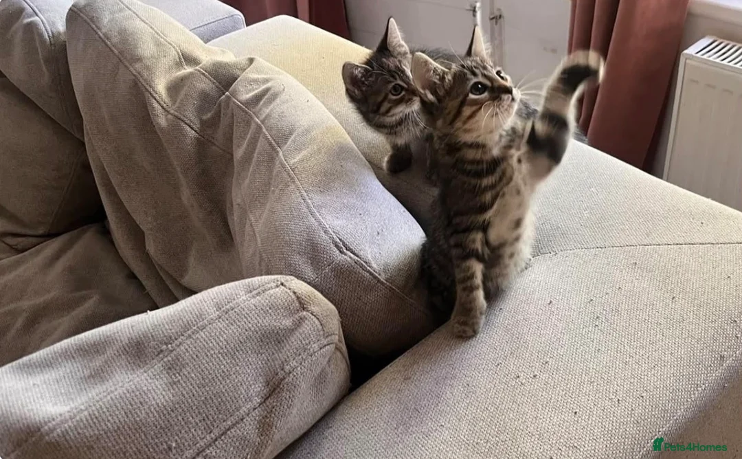 Mixed Breed cats for sale: Maxed breed kitten for sale  - Advert 1