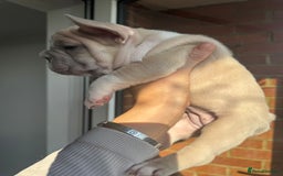 French Bulldog dogs for sale: Stunning ** French bulldogs  - Image 6